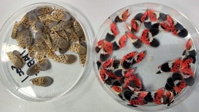 Spotted lanternfly wings from Lehigh Valley lab visit.