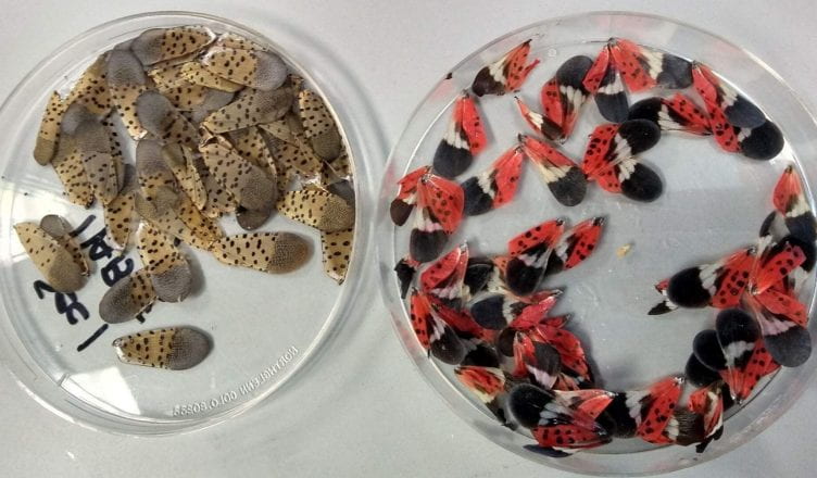 Spotted lanternfly wings from Lehigh Valley lab visit.